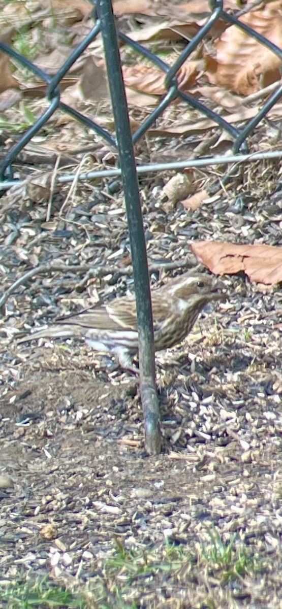 Purple Finch - ML631668151