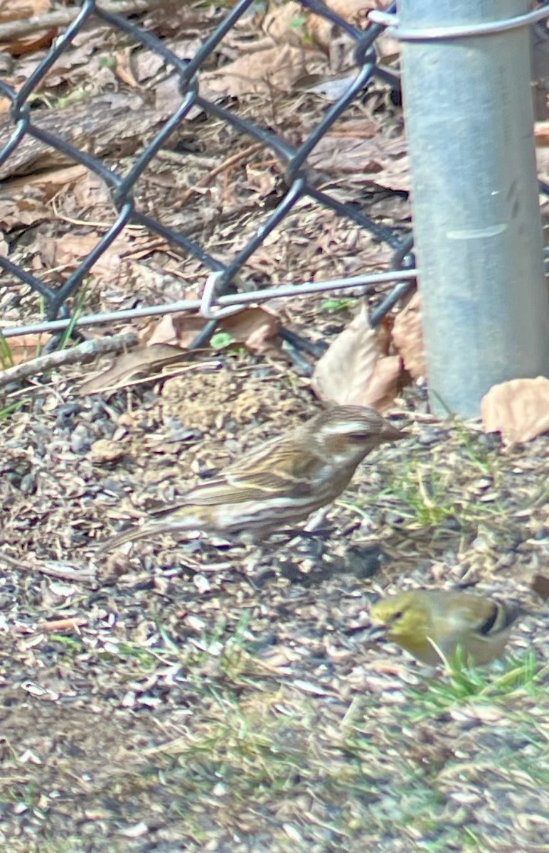 Purple Finch - ML631668152