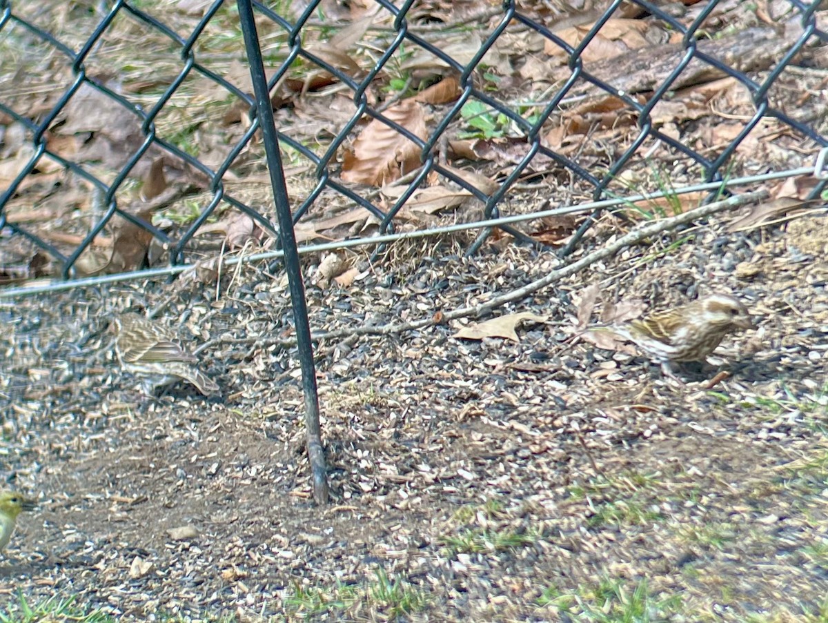 Purple Finch - ML631668153