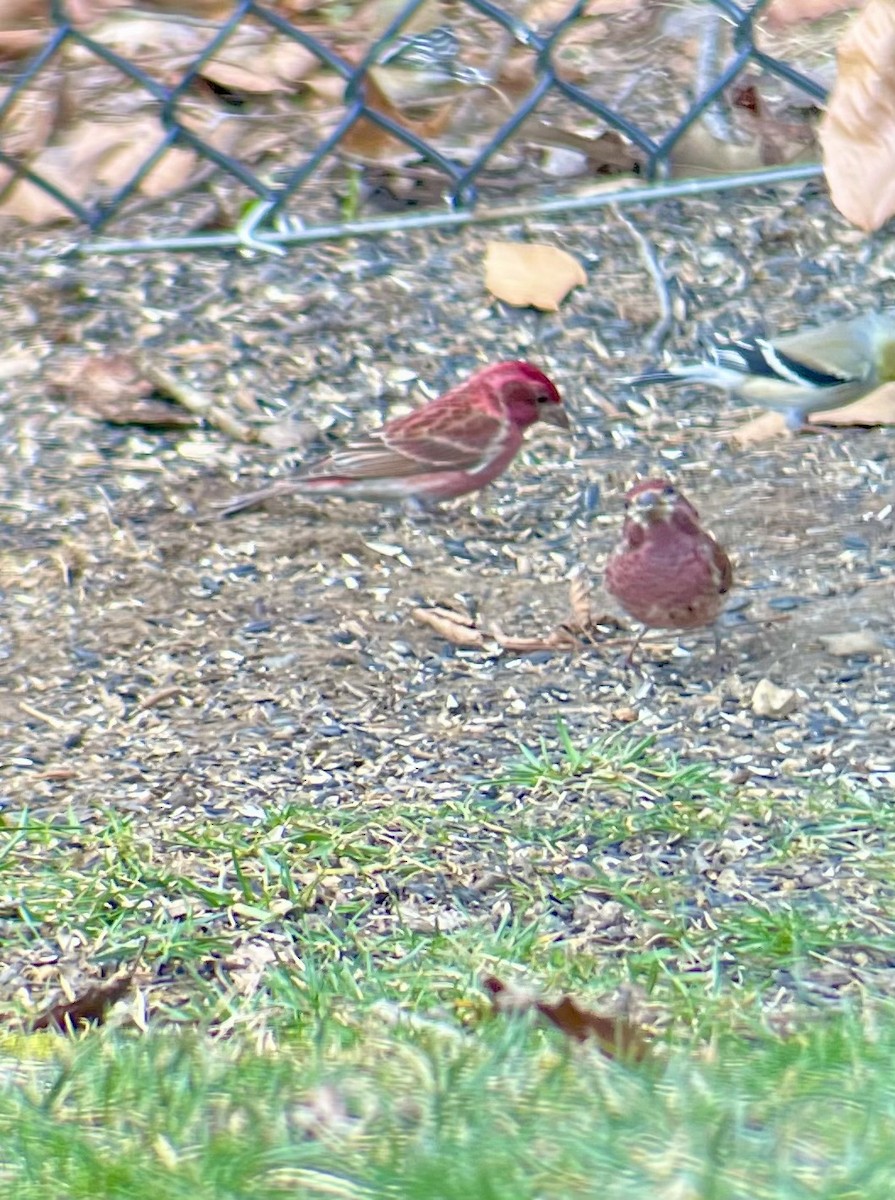 Purple Finch - ML631668256