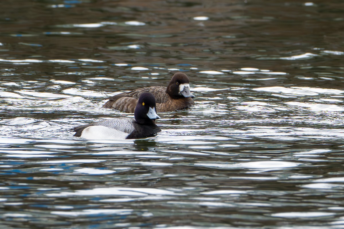 Lesser Scaup - ML631668322