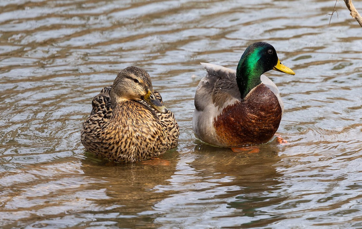 Mallard - Janis Stone