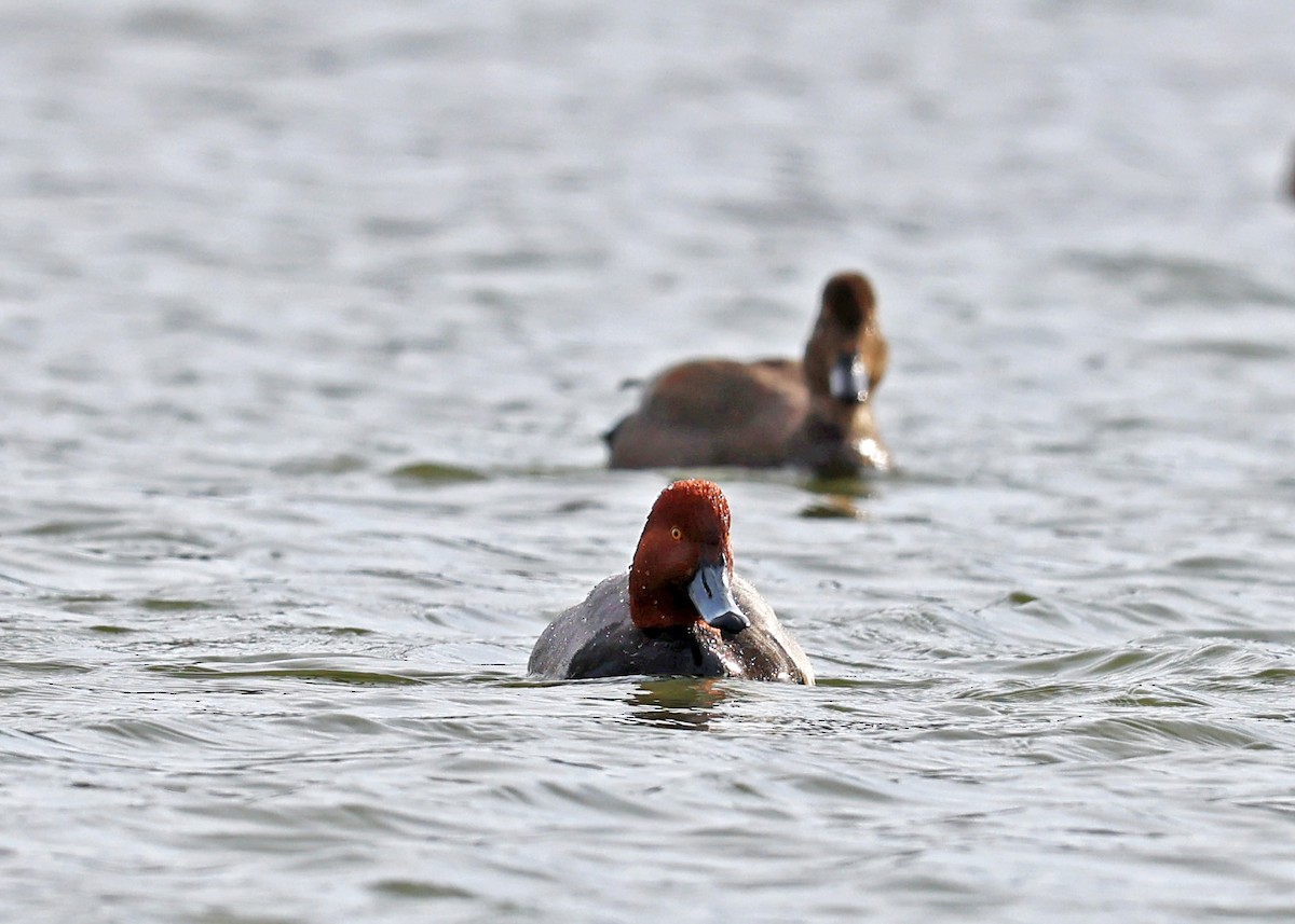 Redhead - ML631668404