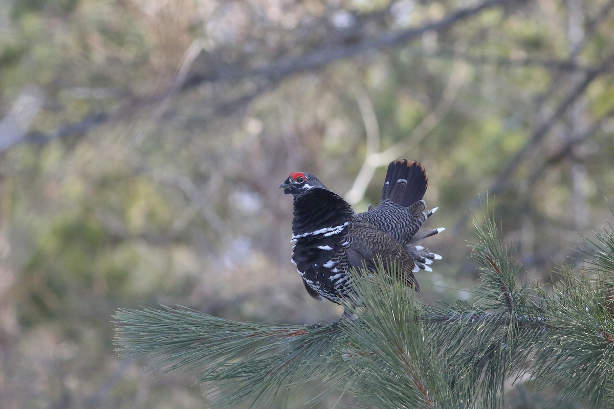 Spruce Grouse - ML631668457