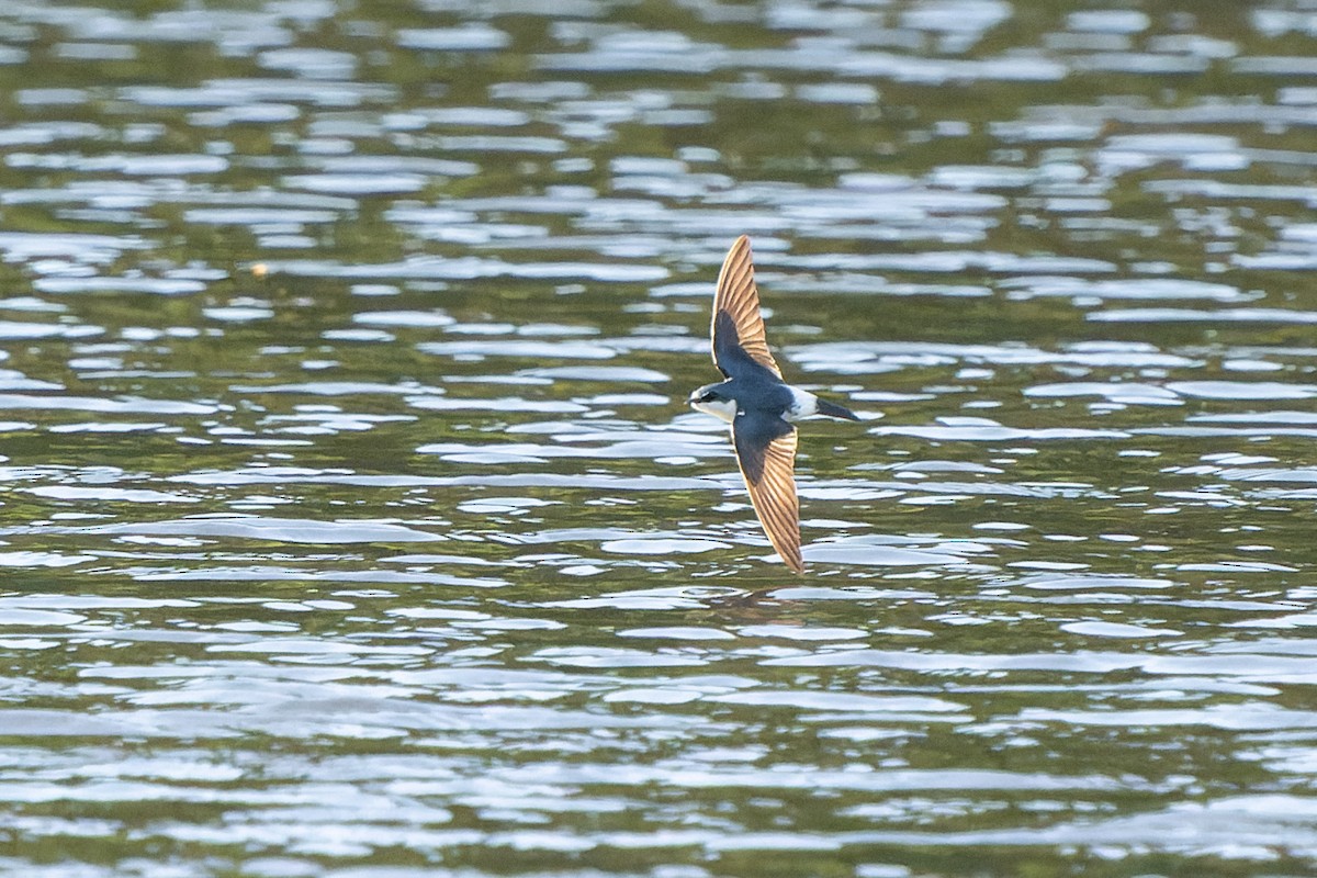 Mangrove Swallow - ML631668492