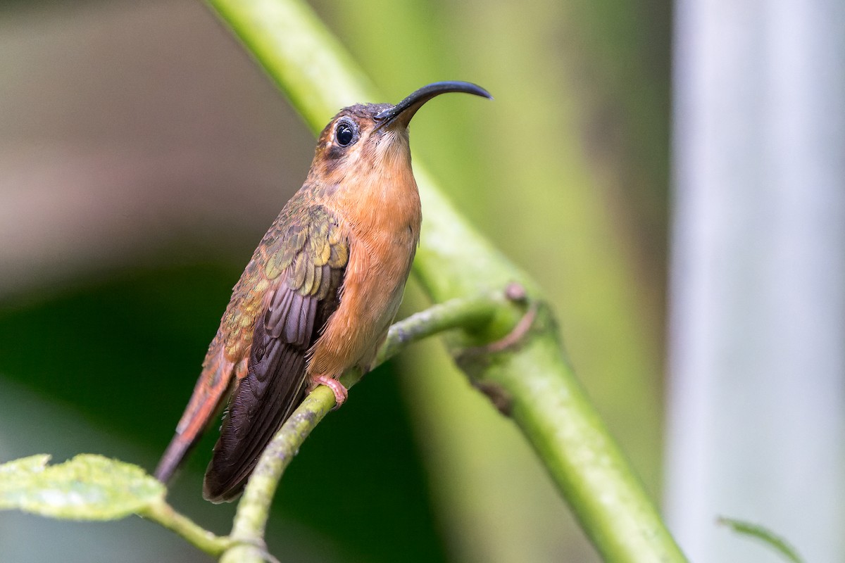 Bronzy Hermit - ML631668530