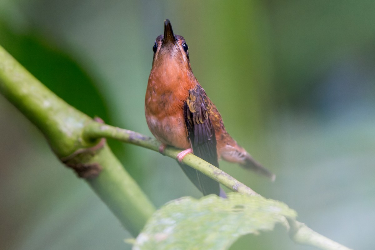 Bronzy Hermit - ML631668538