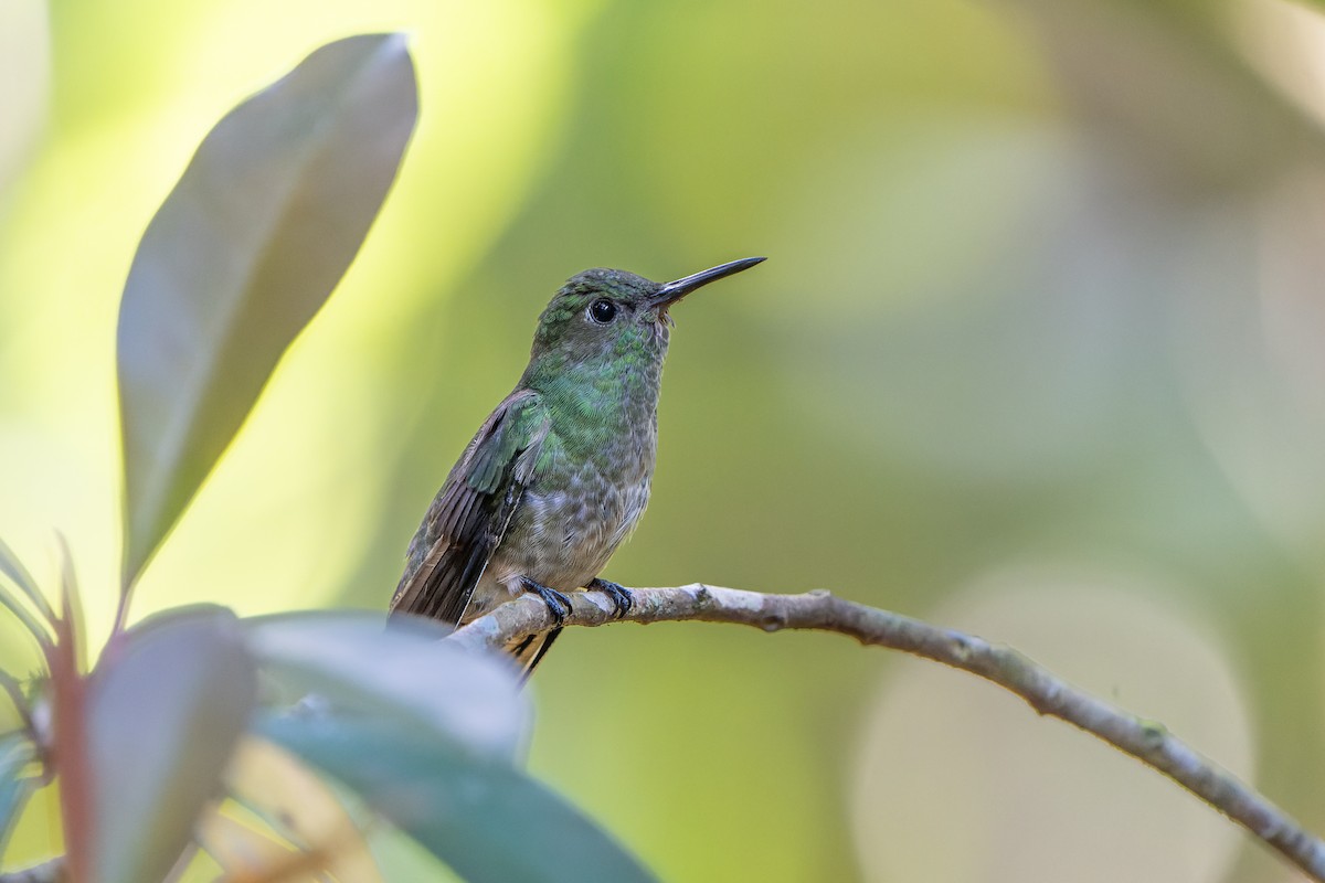 Scaly-breasted Hummingbird - ML631668540