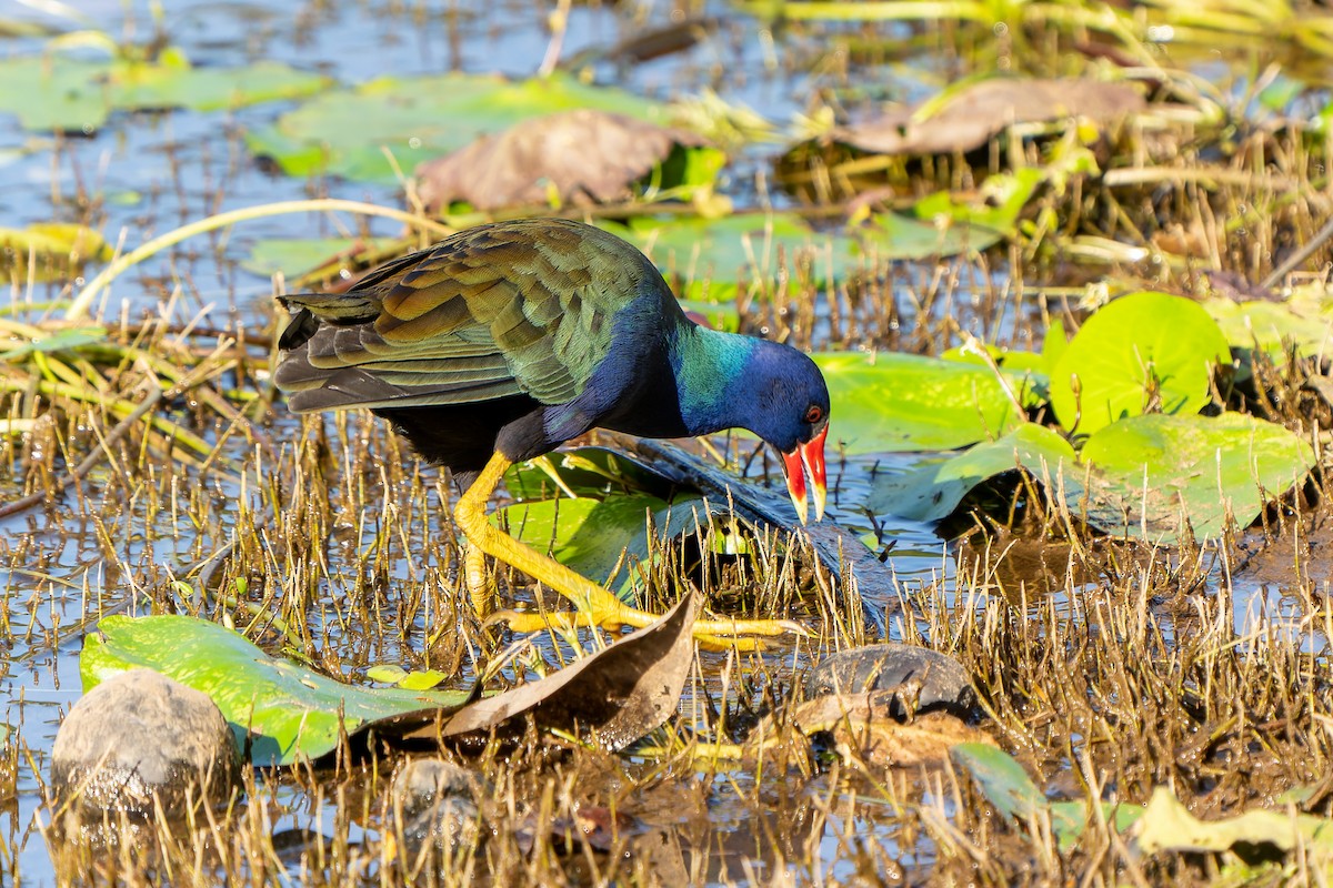 Purple Gallinule - ML631668548