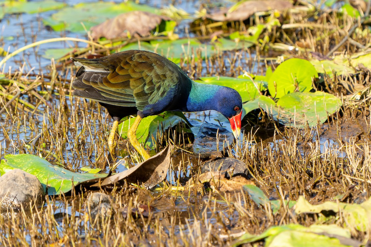 Purple Gallinule - ML631668549