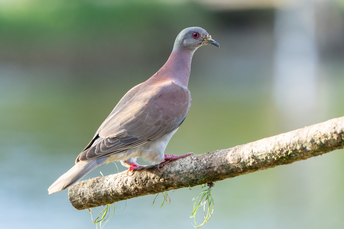 Pale-vented Pigeon - ML631668559