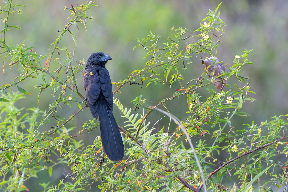 Groove-billed Ani - ML631668573