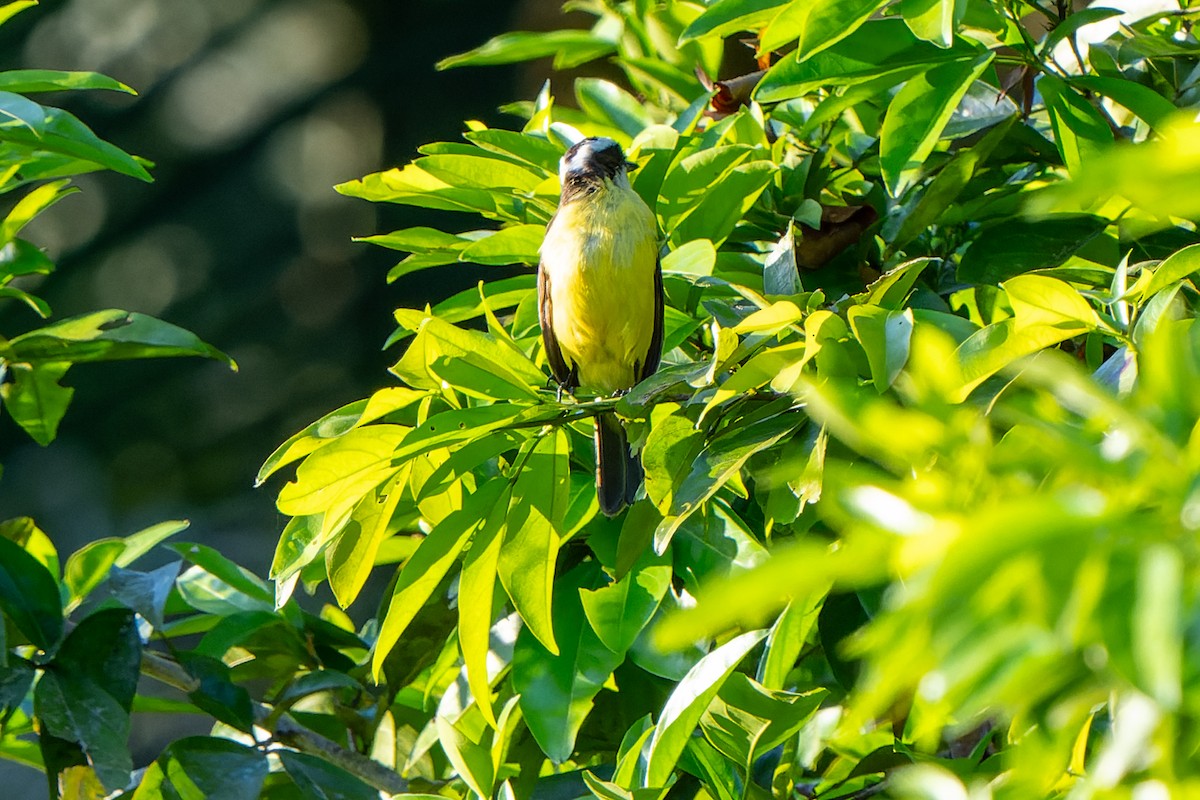 White-ringed Flycatcher - ML631668600