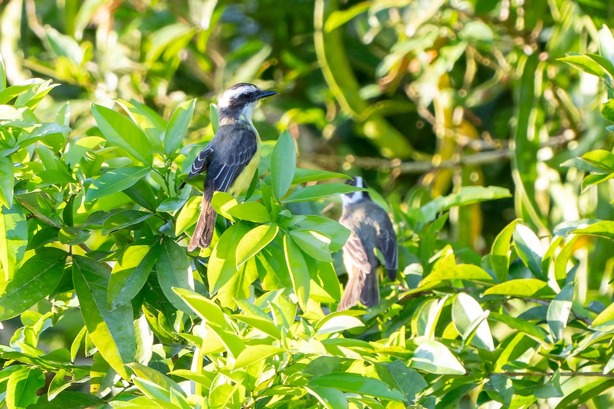 White-ringed Flycatcher - ML631668601