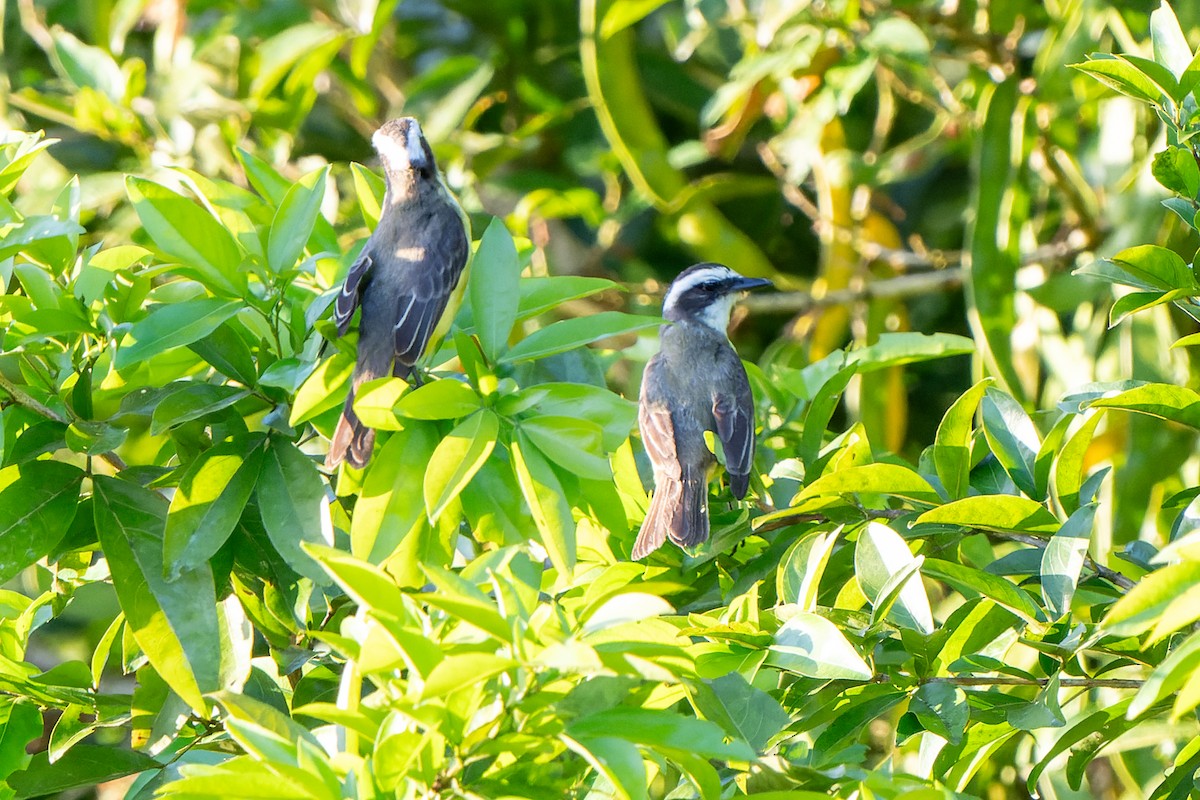 White-ringed Flycatcher - ML631668602