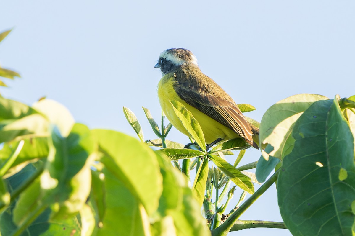 Social Flycatcher - ML631668606