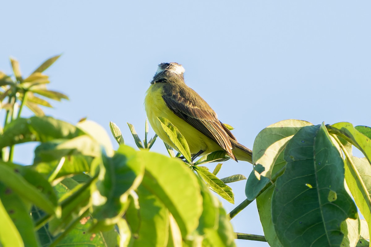 Social Flycatcher - ML631668607