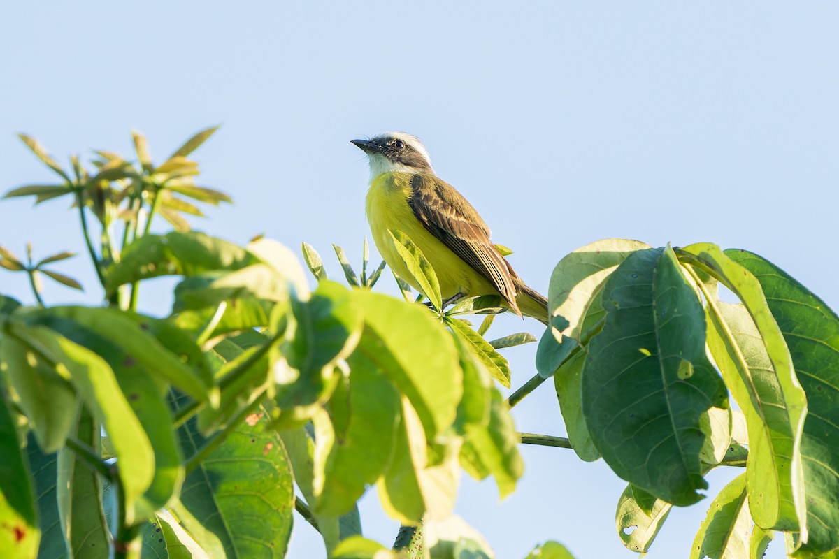 Social Flycatcher - ML631668608