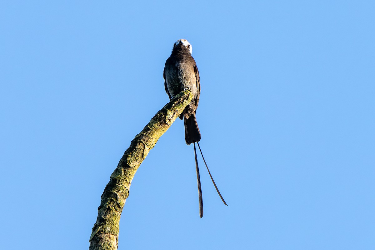Long-tailed Tyrant - ML631668614