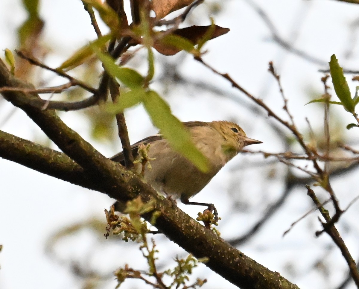 Пісняр-лісовик каштановий - ML631668692