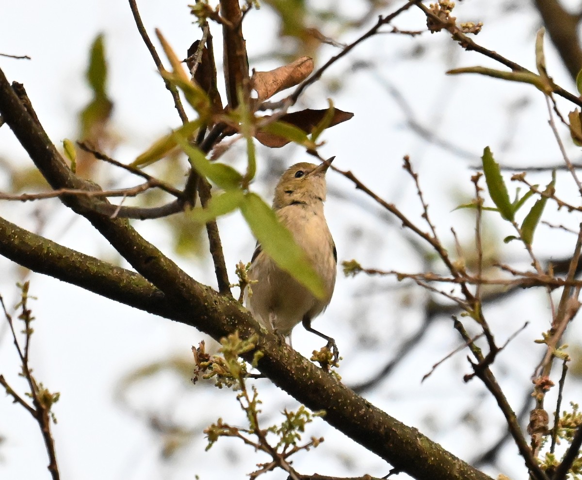 Пісняр-лісовик каштановий - ML631668694