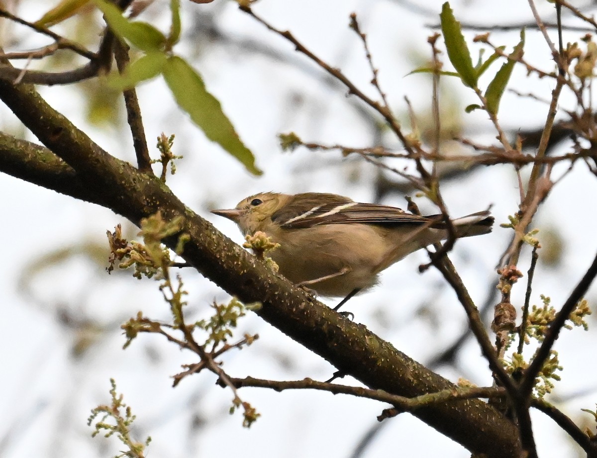 Пісняр-лісовик каштановий - ML631668695