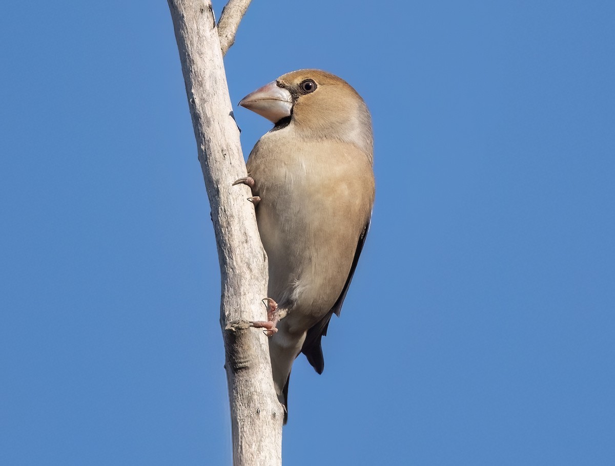 Hawfinch - ML631668801