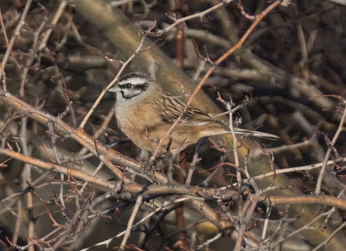 Rock Bunting - ML631668809
