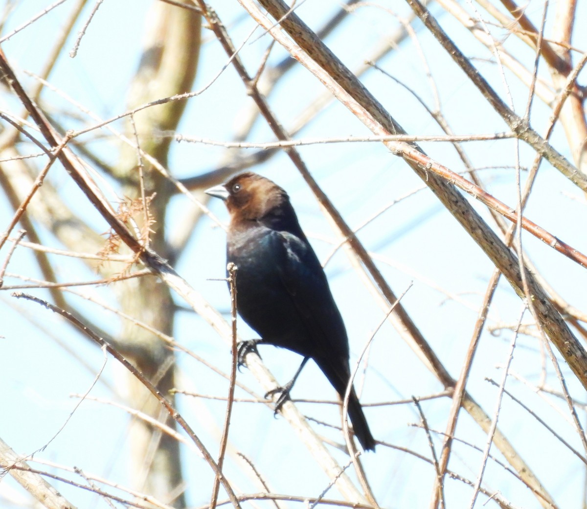 コウウチョウ - ML631669015