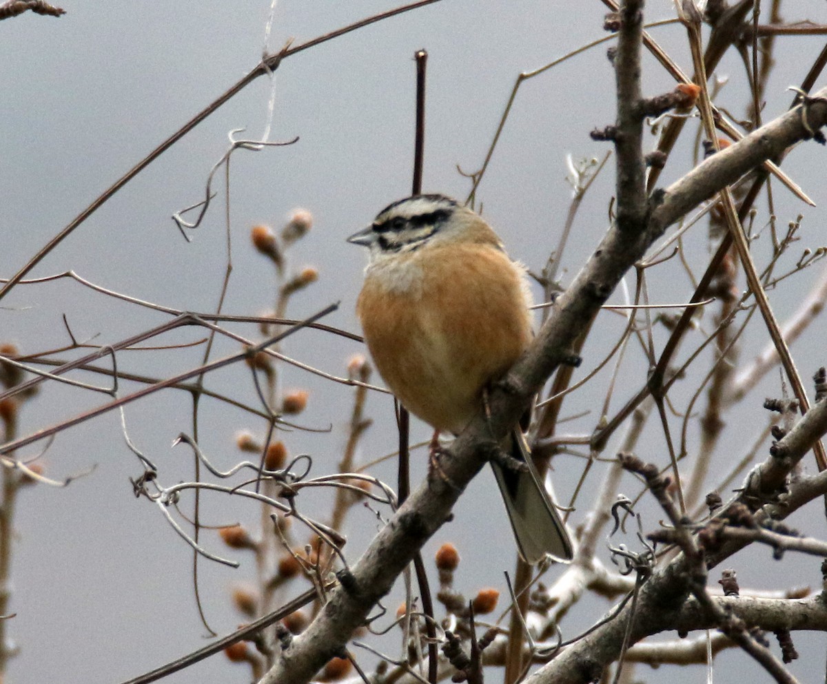 Rock Bunting - ML631669024