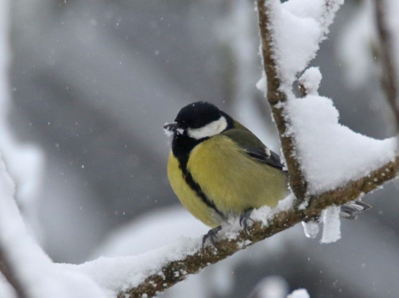 Great Tit - ML631669063