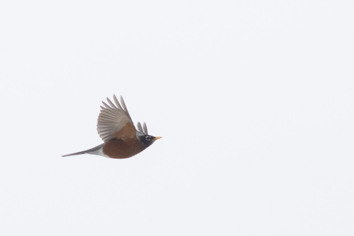 American Robin - ML631669075