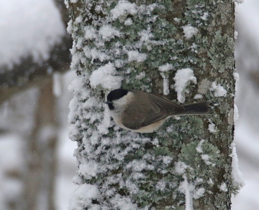 Marsh Tit - ML631669082