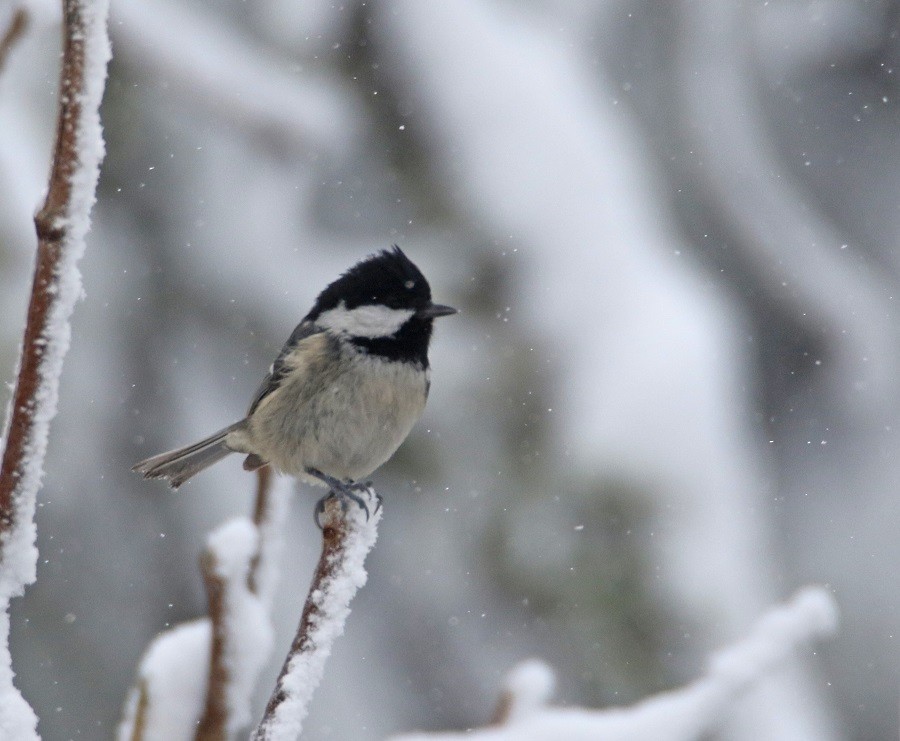 煤山雀 - ML631669090