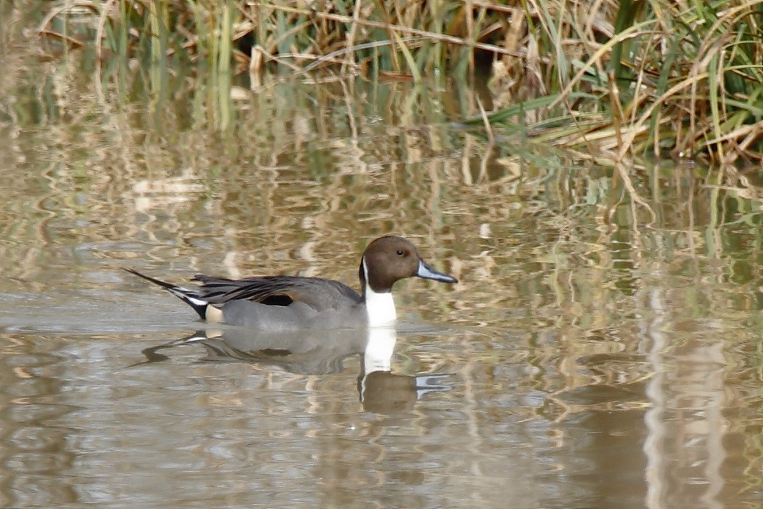 Шилохвіст північний - ML631669099