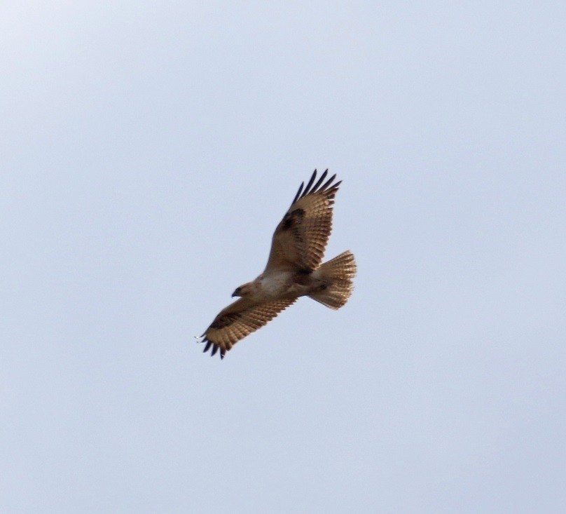 Long-legged Buzzard - ML631669122
