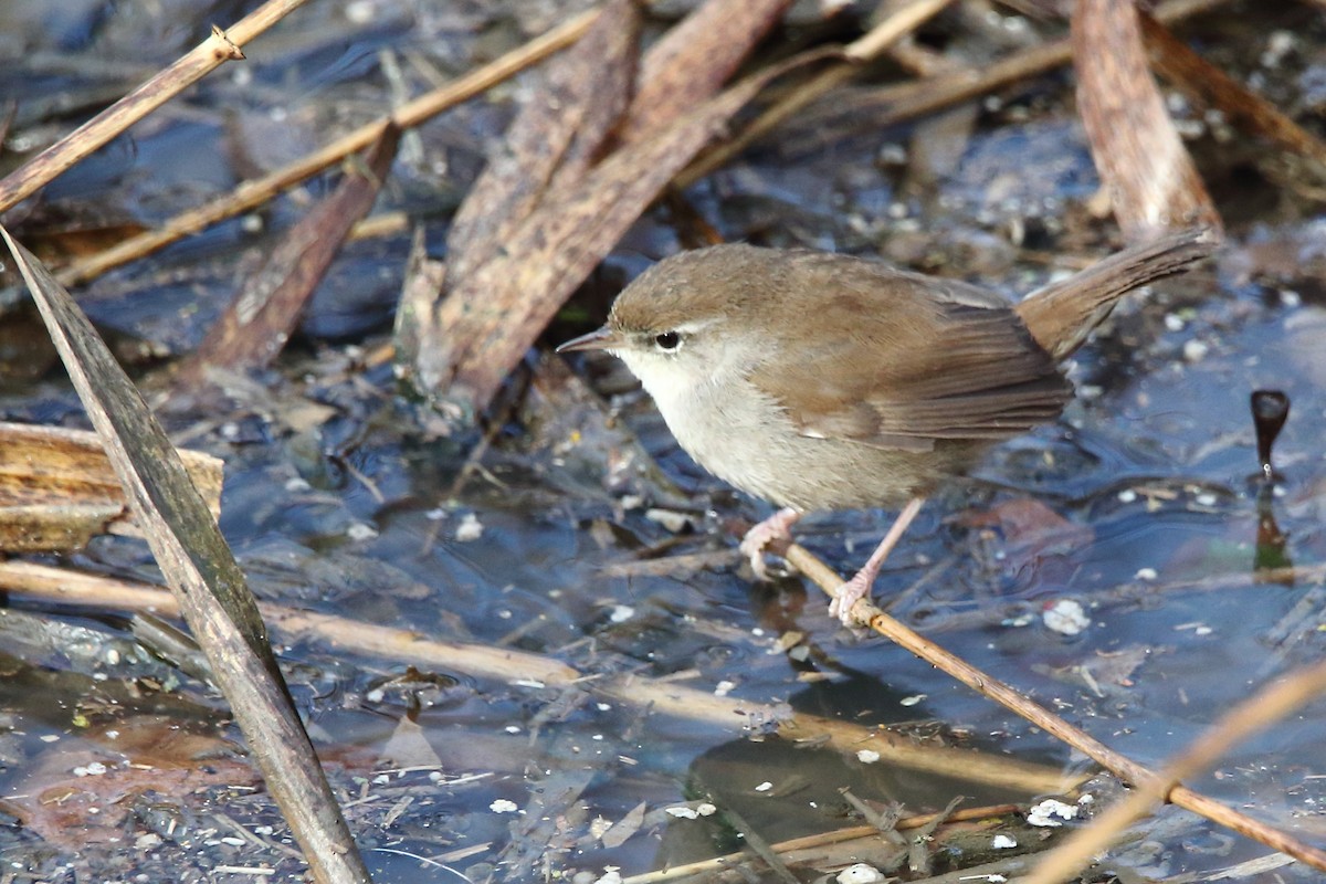 Широкохвістка середземноморська - ML631669138