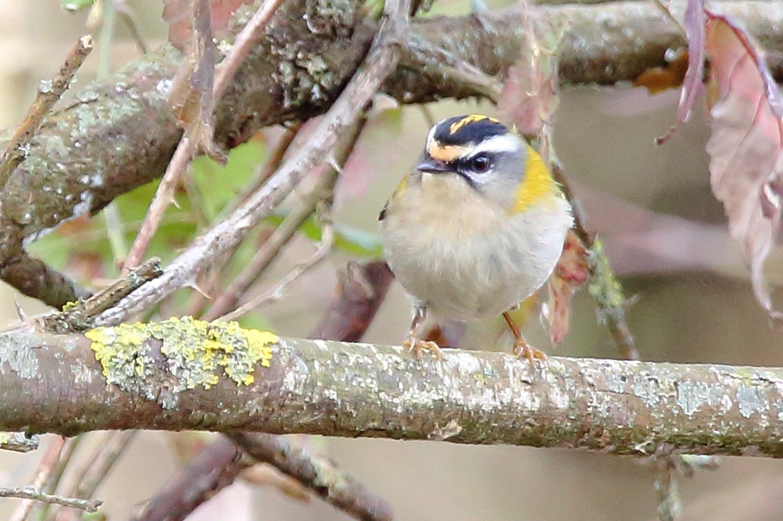 Золотомушка червоночуба - ML631669161