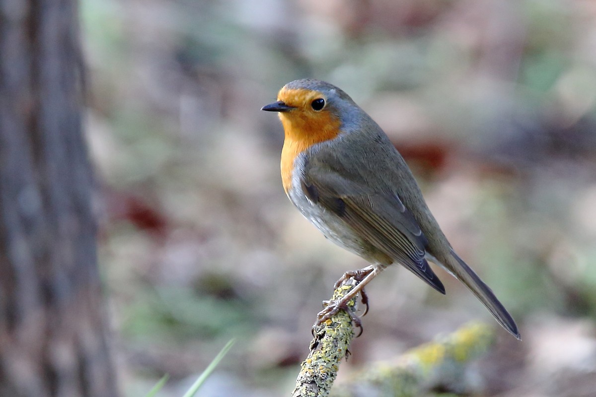 Вільшанка - ML631669189