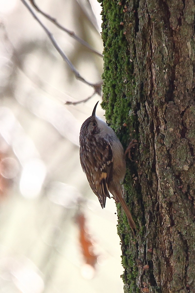 Підкоришник короткопалий - ML631669202
