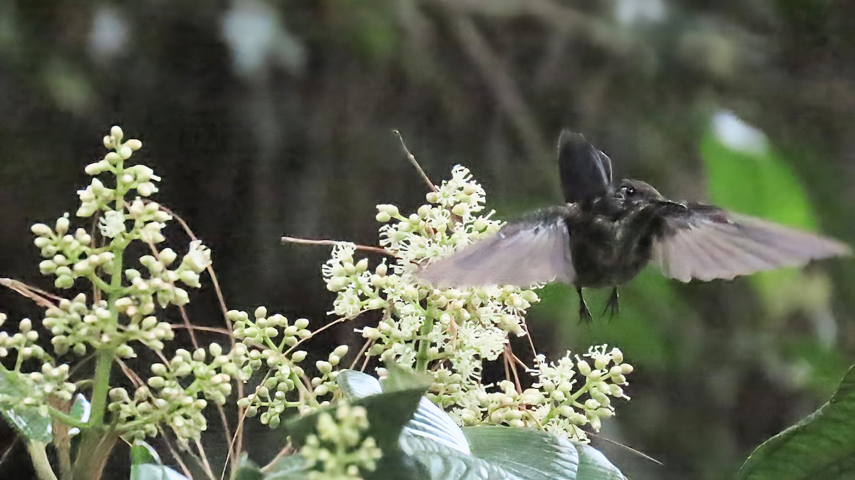 Black-backed Thornbill - ML631669222