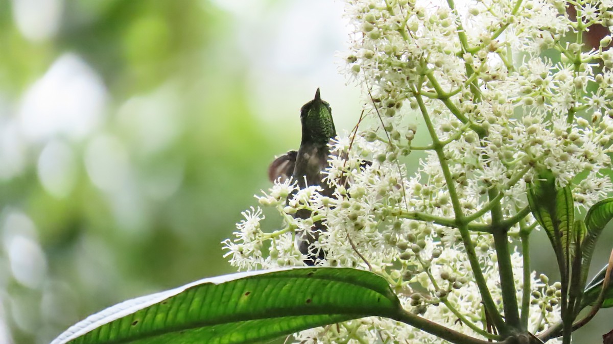Black-backed Thornbill - ML631669223