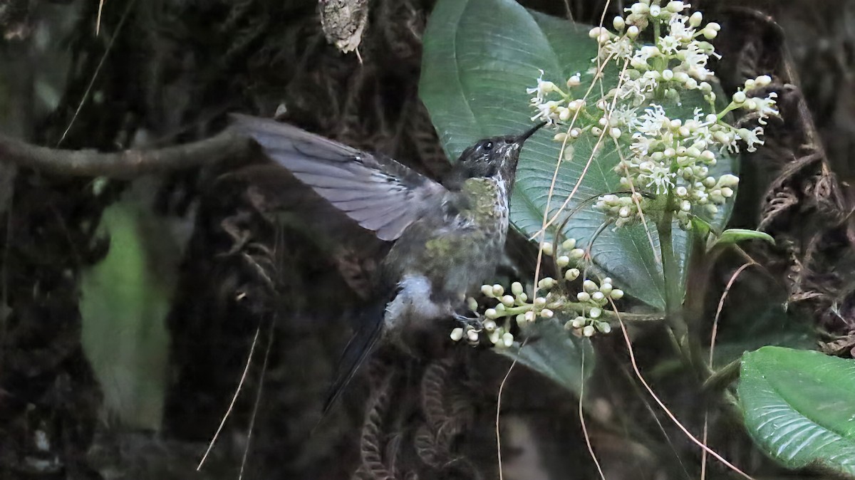 Black-backed Thornbill - ML631669224