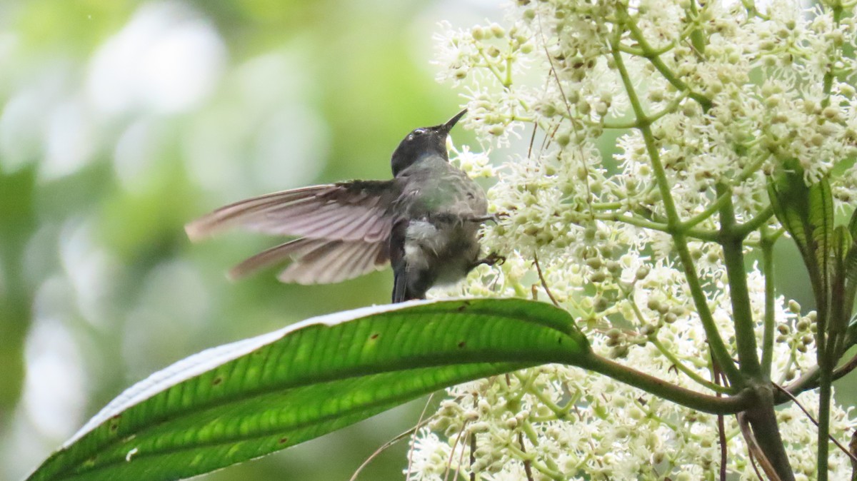 Black-backed Thornbill - ML631669225