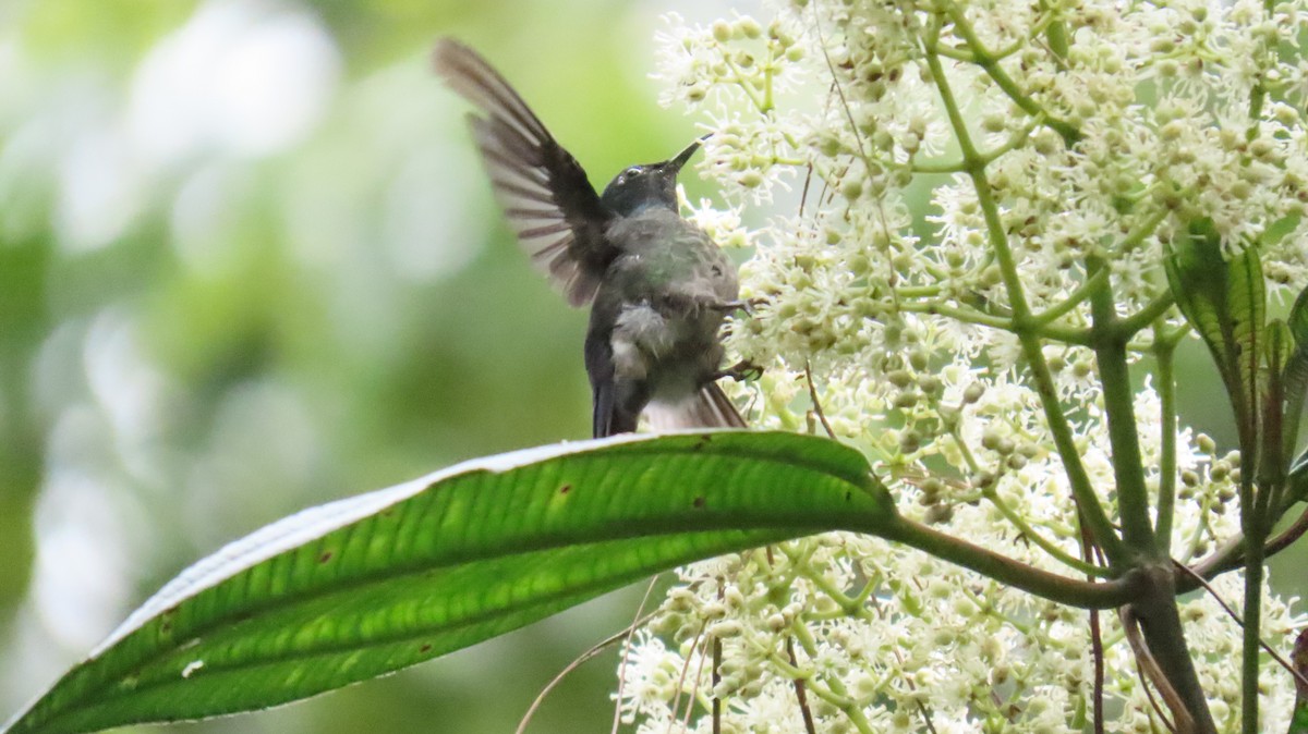Black-backed Thornbill - ML631669226