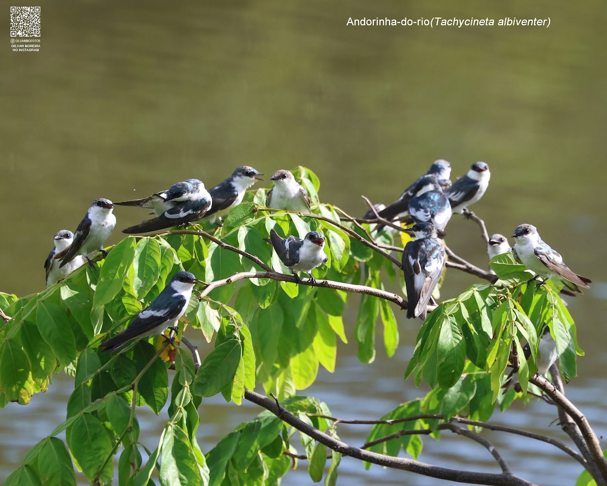 vlaštovka bělobřichá - ML631669228