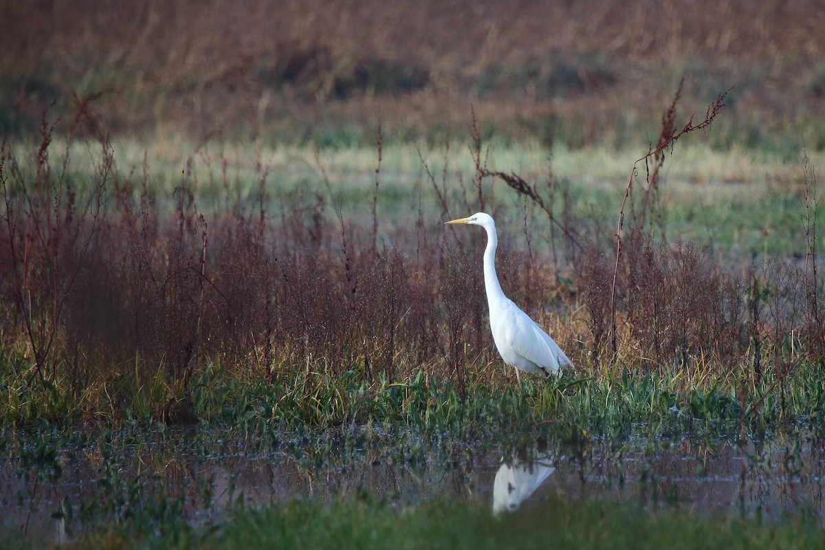 Чапля велика - ML631669247