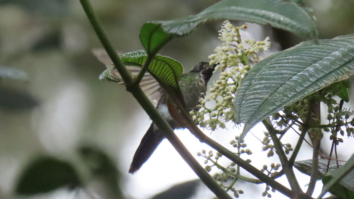 Black-backed Thornbill - ML631669248