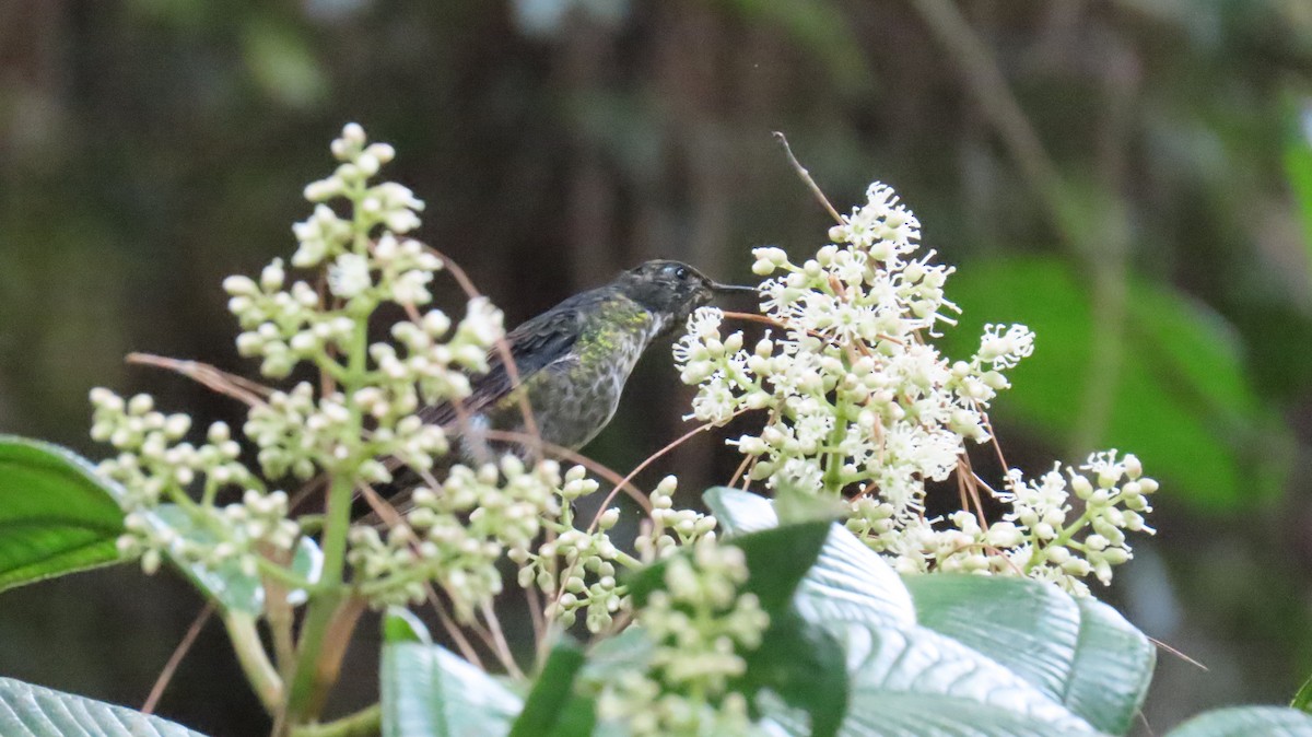 Black-backed Thornbill - ML631669249