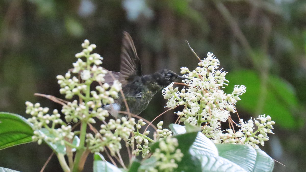 Black-backed Thornbill - ML631669250